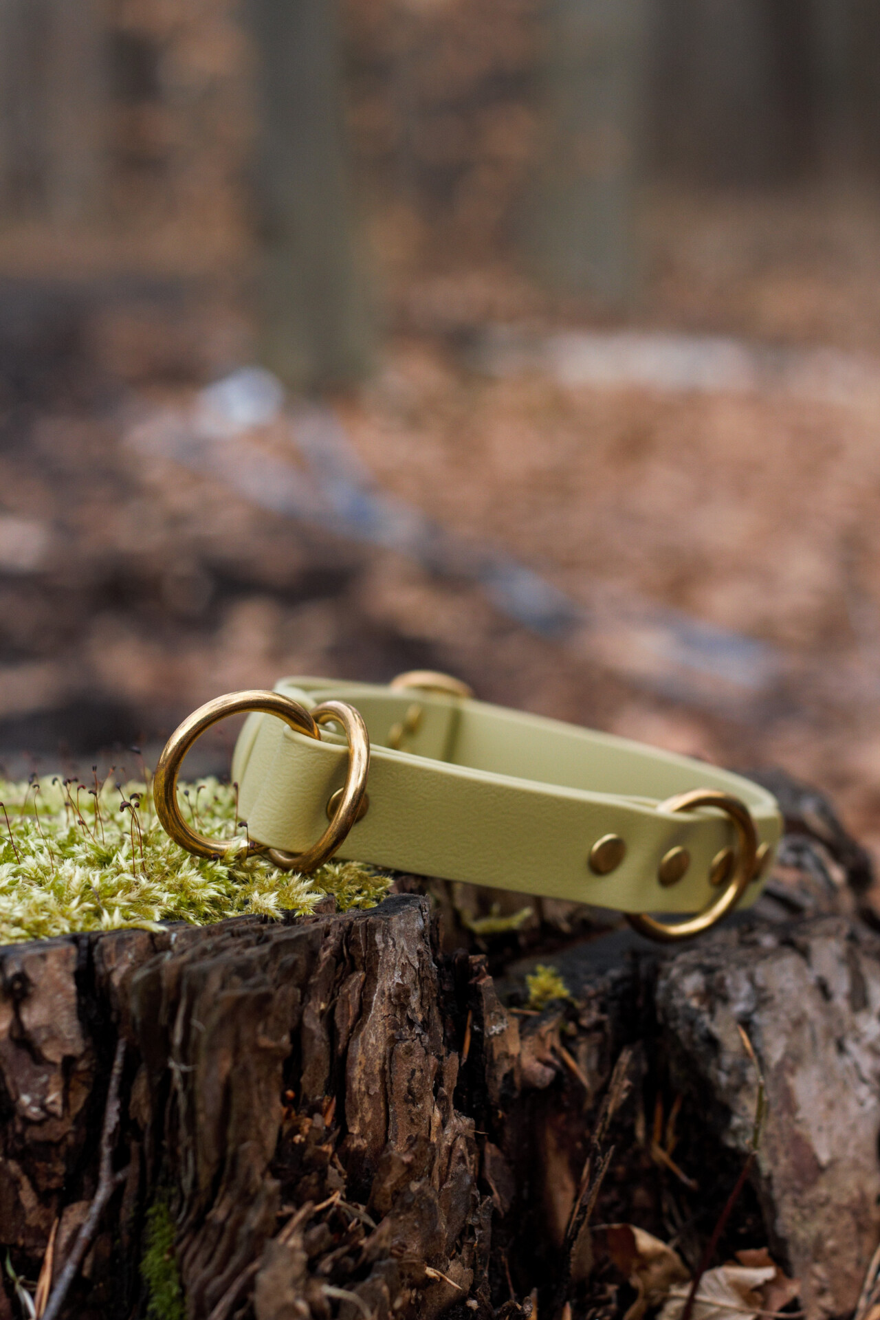 52739500898_b92728dea6_o