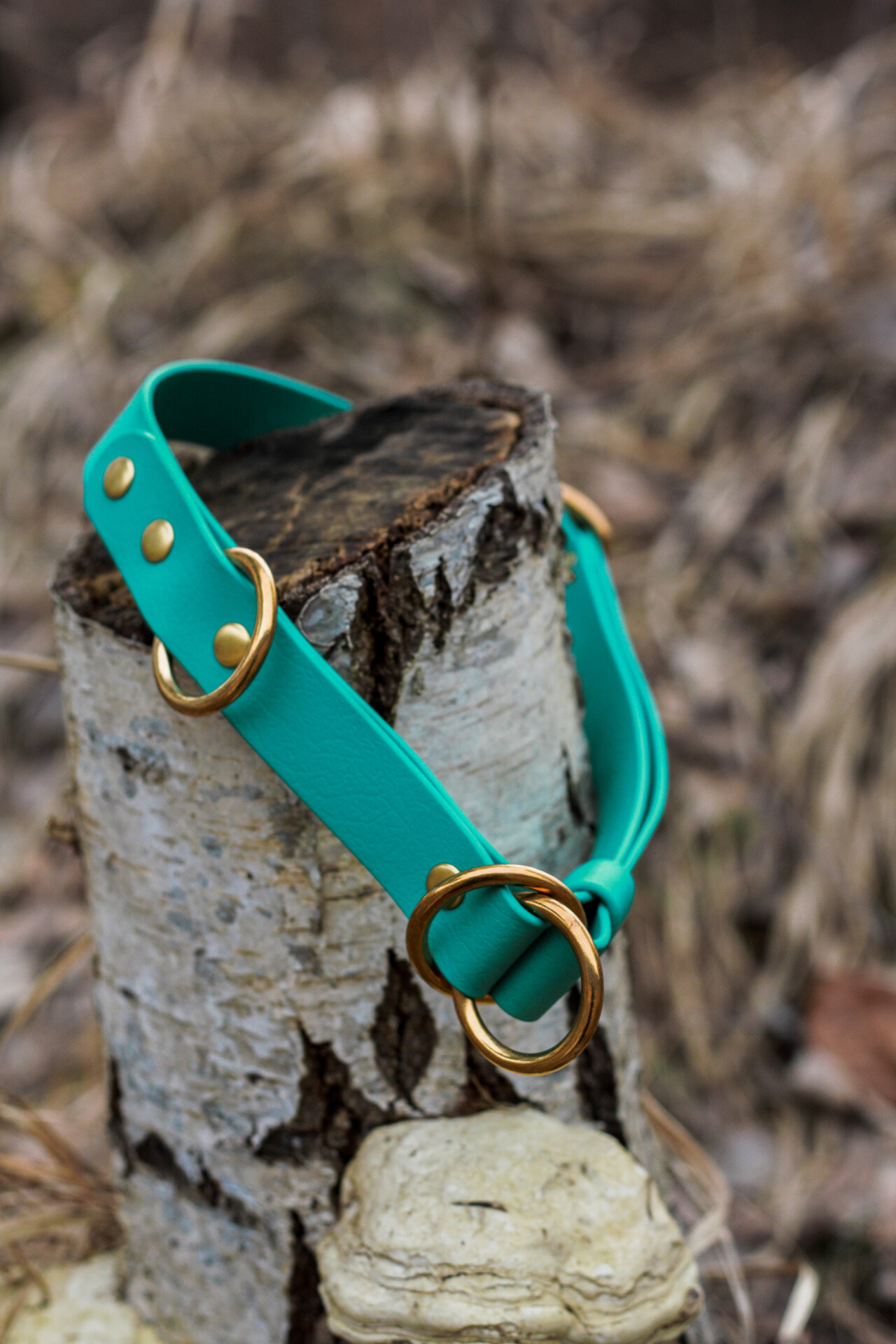 52916657041_4bf3e37a15_o