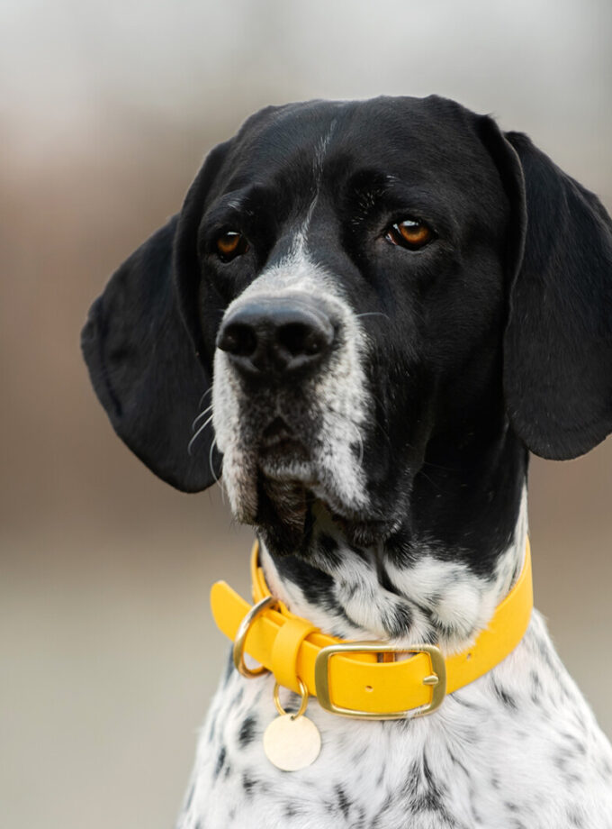 Obroża Na Sprzączkę Żółty (16/20/25mm)