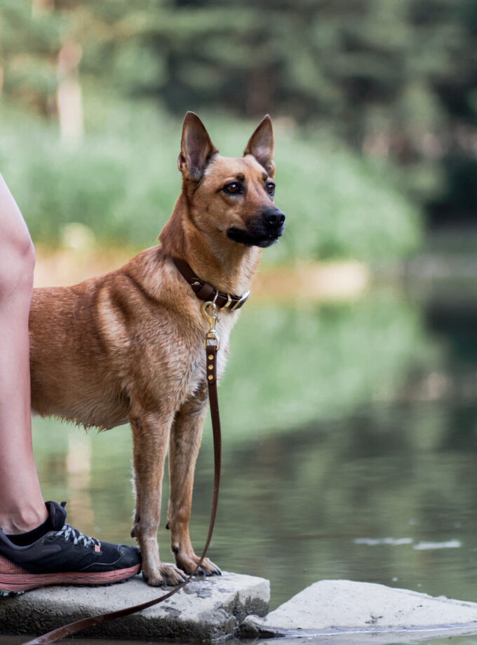 Obroża Na Sprzączkę Brąz (16/20/25mm)
