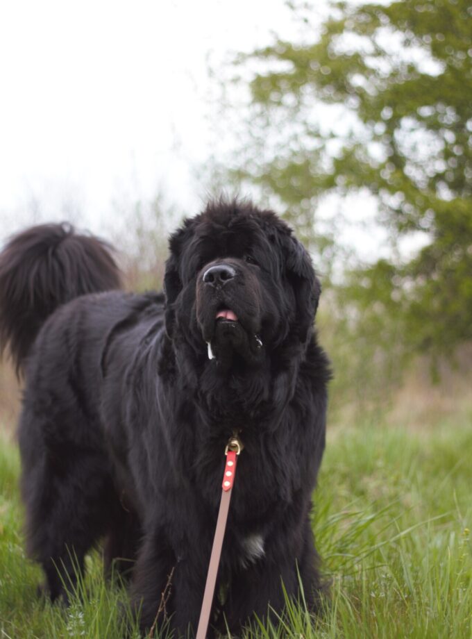 Smycz Miejska Brąz (16/20mm)