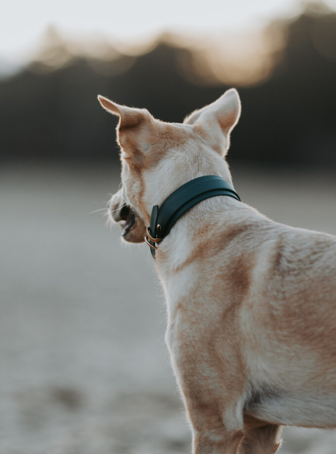 Obroża DuoPower Emerald Forest BioThane ®