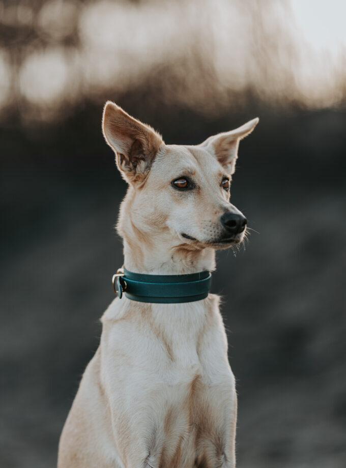 Obroża DuoPower Emerald Forest BioThane ®