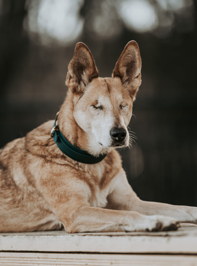 Obroża DuoPower Emerald Forest BioThane ®